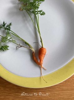 Unkraut im Pflaster einfach aber sicher bekämpfen.

Es ist nicht alles Unkraut, was irgendwo sprießt. Bevor man zu Gift oder anderen dubiosen oder verbotenen Mitteln (Essig, Salz, Roundup) greift, sollte man einfach an dem unbekannten oder unerwünschten Beikraut ziehen. Nach dem vielen Regen der letzten Tage klappt das besonders leicht.

"Mein" Unkraut war diese Woche sogar besonders lecker: Mini-Karotten wuchsen direkt im Pflaster vor der Haustüre und im Terrassenbeet. Woher der Samen wohl hergeflogen ist? Ich habe ja keinen Gemüsegarten, sondern kaufe meine Bio-Karotten im Supermarkt.

Im Pflaster kann man Unkraut auch giftfrei, sicher und mühelos entfernen - oder auch von Anfang an vermeiden. Aber bitte nicht mit einem Unkrautvlies, weil dieses doch nur weiterer Plastikmüll im Garten ist und ohnehin keinen Samenflug von oben verhindert.

Dieser Tipp ist so genial, dass es für größere Einsätze auf Plätzen und Wegen inzwischen sogar Maschinen gibt. Sehr löblich und spart der Umwelt jede Menge Gift.

In diesem Sinn: Schönes und entspanntes Wochenende im Garten.

Im Blog: Unkraut im Pflaster giftfrei, sicher, schnell & einfach bekämpfen.
https://www.wo-blumenbilder-wachsen.de/unkraut-im-pflaster-bekaempfen/

Kurz: https://www.insbeet.de/pflasterunkraut

#unkraut #gartenarbeit #gartentipp #meingarten #gartenwissen #gartentipps #gartenfragen #gärtnern #naturgarten #gartenlust #gartenliebe #gartenleben #grünerdaumen #gartenpflege #gartenideen #gartenblogger #gartenzeit #gärtnernmachtglücklich #gartensaison #schönergarten #blumengarten #tippsfürdengarten #gartengestaltung #nachhaltigesgärtnern #gartenliebhaber #naturimgarten #terrasse #pflaster