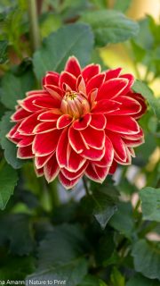 10 GARTENTIPPS für den August.

Der viele Regen und gute Pflege haben einige Sommerblumen angespornt, noch einmal durchzustarten. Gut so. Denn jetzt kommt eigentlich der schönste Teil des Gartenjahres: Gefüllte Beete und üppig blühende Prachtstauden.

Bereits jetzt entstehen neue (Pflanz-)Pläne und Ideen fürs die kommende Gartensaison. Einiges davon kann man bereits im August in Angriff nehmen, wie das Teilen, Versetzen und Tauschen von Taglilien und anderer Stauden.

Die laufende Pflege im Blumengarten spielt noch immer eine wichtige Rolle. Es gilt, den Blütenflor zu verlängern, Pilzkrankheiten zu erkennen und rechtzeitig zu behandeln.

Frosthärte von Rosen sollte man bis Mitte August mit einer Gabe Patentkali stärken.

Einige spezielle Blumenzwiebeln sollten schon im August in die Erde. Mit Tulpen und Narzissen sollte man dagegen noch warten - aus guten Gründen.

Dies alles und mehr im Blog:

Gartenarbeiten im August.
https://www.wo-blumenbilder-wachsen.de/gartenarbeiten-im-august-ziergarten/

Kurz: https://www.insbeet.de/august

#garten #gartengestaltung #gartenideen #pflanzen #schnecken #pflanzenliebe #gartenarbeit #gartentipps #gartenwissen #gärtnern #gartentipp #pflanzenpflege #anzucht #gartenfragen #pflanzenwissen #saatgut #blumen #sommergarten #ziergarten #grünerdaumen #gartenblogger #gartenjahr #gartenzeit #gartenblog #dünger #sommerblumen #blumengarten #vorgarten #düngen #stauden