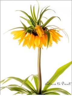 GARTENTIPP: Jetzt Kaiserkronen pflanzen

Kaiserkronen, Fritillaria imperialis, sind stattliche imposante Frühlingsblumen. Sie werden, je nach Sorte, zwischen 60 und 120 cm groß und tragen weiße, gelbe oder orange Glockenblüten. Die markanten Zwiebelblumen sind in Garten und Park nicht zu übersehen und wirken am schönsten zusammen mit Traubenhyazinthen, Tulpen und Osterglocken.

Damit Kaiserkronen so prächtig werden, brauchen sie allerdings viel Zeit. Ihre dicken Zwiebeln werden spatentief gepflanzt - und zwar schon im August / September. Eine Drainage schützt in schweren Böden vor Staunässe. Eine Handvoll organischen Dünger mit ins Loch zu geben, schadet nicht. Oder Sie geben im Herbst eine Schüppe Kompost auf die Pflanzstelle und düngen bei Austrieb im April rasch mit flüssigen Blumendünger. So viel Liebe muss schon sein.

Im Blog: Kaiserkronen pflanzen, pflegen, vermehren und viele weitere Tipps
https://www.wo-blumenbilder-wachsen.de/gigantische-kaiserkronen/

Kurz: https://www.insbeet.de/giganten

#kaiserkrone #zwiebelblumen #geophyten #bulbs #zwiebelblumen #frühlingsgarten #blumen #blumengarten #frühlingsblumen #blume #pflanzen #garten #gartentipps #gartenwissen #blooms #gartengestaltung #lebenmitblumen #pflanzenliebe #frühlingsboten #naturgarten #mygarden #gartenliebe #frühlingsgefühle #fritillaria #pflanzenfreude #kaiserkronen #omsystemde