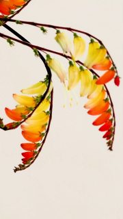 Sternwinde, Spanische Flagge

Die Sternwinde, botanisch Ipomoea lobata, auch Spanische Flagge, ist eine auffallend schöne Kletterpflanze. Sie begrünt mit 3-5 m langen, links windenden Ranken senkrechte Stäbe & Schnüre, Obelisken und andere Rankhilfen. Ihren Namen verdankt sie den „spanischen“ Farben ihrer Knospen und Blüten: Rot, Gelb und Weiß.
Sternwinden kommen ursprünglich aus Mexiko und brauchen einen warmen, geschützten, sonnigen Standort. Nasskaltes Wetter quittieren sie mit fehlenden Blüten. In warmen Sommern und in einem sonnigen Herbst wächst und blüht die Kletterpflanze dagegen überreich bis zum ersten Frost.
Vorsicht: Sternwinden sind giftig! 
Tipps zur Aussaat, Pflege, Standort und warum der richtige Dünger für Sternwinden so wichtig ist, im Blog:
https://www.wo-blumenbilder-wachsen.de/sternwinde-spanische-flagge/

Kurz: https://www.insbeet.de/Sternwinde
Weitere Pflanzenlieblinge entdecken: @MyNatureToPrint folgen und diesen Post speichern. Danke für Ihr Herz.
#kletterpflanze #garten #sichtschutz #spanisch #gartengestaltung #gartenzaun #gartenliebe #gartenideen #terrasse #zaunbau #sonne #balkon #aussenanlage #pflanzen #aussaat #lebenmitblumen #gartentipps #gartenwissen #anzucht #gärtnern #gartensaison #grünerdaumen #insektenfreundlich #gartenblogger #imgarten #saatgut #gartenblog #bienenweide #fassade #blumen