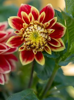 Dahlien im Topf pflegen, binden, düngen

Alle Dahlien sind Starkzehrer. Sie brauchen viel Futter, um bis zum Frost durchzublühen. Das gilt auch für Dahlien im Topf. Was tun? Wie und womit düngen?

+ Langzeitdünger kann man auch jetzt noch verwenden.

+ Einfacher ist es meiner Erfahrung nach, einmal wöchentlich flüssigen Dünger zu gießen. Das Substrat sollte dabei feucht sein. Falls nicht, gießen Sie nach dem Düngen die Pflanze zusätzlich. Wenn es heiß ist, sollte man Dahlien im Topf ohnehin täglich gießen.

+ Gleichzeitig brauchen auch mittelhohe bis hohe Dahlien im Topf gute Stützen. Fixieren Sie einen Bambusstab an jeden stärkeren Trieb. Binden Sie zusätzlich eine Schnur rund um diese Bambusstäbe. Das sollte die Dahlie auch gegen stärkeren Wind schützen.

+ Schneiden Sie Verblühtes zeitnah ab. Je früher Sie das Bilden von Samen verhindern, desto besser.

+ Schneiden Sie kranke Blätter sofort ab. Sie könnten Krankheiten verbreiten.

+ Falls die Dahlie richtig krank aussieht, verhunzelte, gelbe Blätter hat, schneiden Sie die Pflanze komplett bodentief ab. Mit Glück erscheinen bald neue, gesunde Triebe und blühen dann auch noch bis zum ersten Frost.

Im Blog: Dahlien pflegen in Topf und Beet
https://www.wo-blumenbilder-wachsen.de/dahlien-pflegen-topf-und-garten/

Kurz: https://www.insbeet.de/Dahlien

Weitere Gartentipps: @mynaturetoprint folgen und Post speichern. Vielen Dank.

#dahlien #gartenwissen #gartentipps #garten #blumen #blumenbilder #dahlie #pflanzenliebe #blumenliebe #blume #blumenmachenglücklich #pflanzen #gärtnern #blumenfotografie #gartentipp #gartenliebe #blumengarten #meingarten #pflanzenpflege #grünerdaumen #gartenarbeit #gartenfreunde #pflanzenwissen #gartenfragen #blumenfotografie #omsystem.de