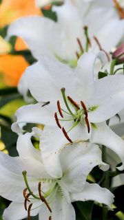 Weiße Lilie Casa Blanca - Liebe auf den 1. Blick

Lilie Casa Blanca überzeugt mit großen weißen Blüten, mit süßen Duft und langer Blütezeit. Sie war lange Zeit Schnittblume Nr. 1 im professionellen Anbau. Jetzt erobert sie Gärten von Lilien-Liebhabern - aus guten Gründen.

Casa Blanca gehört zu den Orientalischen Lilien, aber ihre Pflege ist ähnlich einfach wie die Pflege anderer Prachtstauden:

+ Düngen Sie mit einem organisch-mineralischer Staudendünger beim Austrieb im März und ein zweites Mal während oder direkt nach der Blüte.

+ Schneiden Sie nach der Blüte den Blütenstand ab, lassen Sie jedoch Stiel und Blätter stehen, bis diese im Spätsommer von alleine welken.

+ Im Herbst schneiden Sie den Stiel bodentief ab.

Alles weitere über Standort & Boden, gute Pflanzpartner sowie über ihre zahlreichen Mythen im Blog.

https://www.wo-blumenbilder-wachsen.de/weisse-lilien-reinste-liebe

Kurz: https://www.insbeet.de/Weisse_Lilien

#Lilien #Garten #Blumenzwiebeln #Stauden #Gartentipps #gartenblog #Gartenwissen #Pflanzenliebe #LebenmitBlumen #ziergarten
#omsystemde #pflanzenliebe #lebenmitblumen #blumen #blumenliebe #staudengarten #naturschönheiten