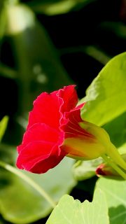 Kapuzinerkresse blüht nicht? Warum, weshalb, wieso?

Kapuzinerkresse ist eigentlich eine völlig unkomplizierte Einjährige Sommerblume, die ab Mai bis zum ersten Frost blüht. Aber keine Regel, ohne Ausnahme. Es gibt durchaus Gründe, wenn Kapuzinerkresse partout nicht blühen will, oder nur viele Blätter bildet. Manchmal stellt sie auch das Wachstum komplett ein.

Warum ist das so?

+ Hitze-Stress 
+ Falscher Standort
+ Zu viel Dünger
+ Zu viele Samen

Was hilft?

+ Abschneiden
+ Abwarten
+ Versetzen
+ Falsche Kapern ansetzen
+ Leicht düngen

Diese und weitere Tipps sowie wirksame Gegenmaßnahmen im Blog:

https://www.wo-blumenbilder-wachsen.de/kapuzinerkresse-blueht-nicht/

Kurz: https://www.insbeet.de/Kapuzinerkresse_zickt 

#kapuzinerkresse #sommerblumen #garten #läuse #blüht #blumen #blumengarten #bauerngarten #pflanzen #pflanzenliebe #gartenwissen #gartentipps #küche #gartenblog #plants #gartenliebe #schädlingebekämpfen #läusebekämpfen #kräuter #kräuterliebe #küchenkraut #gartenhilfe #lebenmitblumen #pflanzenfreude #omsystemde