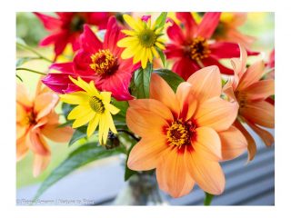 Dahlien für die Vase schneiden.

Wann und wie genau?

Dahlien sind gute Schnittblumen für die Vase. Was Sie wissen müssen, damit Dahlien in der Vase lange halten. Bewährte Tipps für schöne bunte Blumensträuße aus dem eigenen Garten.

Im Blog: Dahlien für die Vase schneiden
https://www.blumenbilder.org/dahlien-fuer-die-vase-schneiden/

Kurz: http://www.insbeet.de/Dahlien_Vasenschnitt

Keinen Blumentipps verpassen: @MyNaturetoPrint folgen und diesen Post speichern.

#dahlien #gartenwissen #gartentipps #garten #blumen #blumenbilder #dahlie #pflanzenliebe #blumenliebe #blume #blumenmachenglücklich #pflanzen #gärtnern #blumenfotografie #gartentipp #gartenliebe #blumengarten #meingarten #pflanzenpflege #grünerdaumen #pflanzenwissen #gartenfragen #blumenfotografie #omsystemde