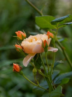 Warum wurzelnackte Rosen?

Wurzelnackte Rosen kommen erst spät im Herbst, aber sie bieten dennoch Vorteile für Rosenliebhaber:

+ Mehr Auswahl
+ Preiswerter als Containerrosen
+ Wurzeln schneller 
+ Bringen dadurch einen deutlichen Zeitvorsprung gegenüber Containerrosen mit.

Wer Rosen liebt, bereitet die geplante Pflanzstelle vor und beschäftigt sich bis zur Lieferung seiner wurzelnackten Rose(n) mit Stauden oder setzt Blumenzwiebeln. Im Garten gibt es schließlich immer was zu tun.

https://www.wo-blumenbilder-wachsen.de/wurzelnackte-rosen-pflanzen/

Kurz: http://www.insbeet.de/wurzelnackte_rosen

#rosen #pflanzen #rosengarten #wurzelnackt #garten #gartenwissen #gartentipps #gartengestaltung #blumen #lebenmitblumen #gartenliebe #davidaustinroses #austin #kordes #gartenrosen #alterosen #meinschönergarten #pflanzzeit #pflanzenfreude #rose #rosenliebe #romantisch #lebenmitblumen #herbst #omsystemde