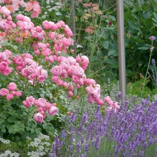 Leichter gärtnern | Seniorengerechte Pflanzen

Was tun, wenn die Kräfte von Jahr zu Jahr schwinden? Auf den Garten verzichten, nur weil man nicht mehr ganz taufrisch ist? Niemals! Herausforderungen sind schließlich dafür da, gelöst zu werden. Das gilt auch für einen sicheren, seniorengerechten Garten und für schöne Pflanzen, die ohne großen Kraftakt auskommen dabei das ganze Jahr über gut aussehen.

Ich gehöre inzwischen zur Generation 60+ und hätte auch nicht gedacht, dass meine Kräfte für manche Gartenarbeit kaum reichen. Säcke schleppen, Kompost umsetzen, riesige Stauden teilen ... sind keine Arbeiten mehr für mich. Deswegen habe ich schon vor einiger Zeit angefangen, meinen Hanggarten leichter zu gestalten. Ich kann ja nicht immer darauf hoffen, dass K3 vorbeikommt und die schweren Arbeiten für mich übernimmt.

Im Blog: 30 schöne Pflanzen für Senioren. Leichter gärtnern - aber sicher!
https://www.wo-blumenbilder-wachsen.de/30-beste-pflanzen-fuer-senioren/

Kurz: https://www.insbeet.de/Seniorenpflanzen

#pflanzen #garten #gartentipps #gartenwissen #gartengestaltung #lebenmitblumen #senioren #pflegeleicht #stauden #perennials #blumengarten #gartenblog #greenliving #sicherheit #sicher #instagarden #hochbeet #vorgarten #pflanzenfreude