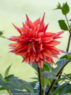 So wird der Garten winterfest

Es ist November. Noch mild, aber so wird es nicht mehr lange bleiben. Zeit, den Garten winterfest zu machen.

Also los geht's wieder los mit Aufräumen, Wegräumen und Sichern.
+ Dahlien raus, Blumenzwiebeln rein
+ Kübelpflanzen reinholen oder an die Hauswand rücken
+ Seerose ins Winterquartier bringen
+ Miniteich entleeren und auf den Kopf stellen
+ empfindliche Pflanzen abdecken
+ Kapuzinerkresse ernten
+ Vögel und Igel gut versorgen
+ noch einmal mähen
+ Regenwasser bunkern
+ Gießkannen frostfrei unterstellen
+ Gartenwasser abstellen
+ Gartenschlauch frostfrei unterbringen
+ Rasenmäher und andere Werkzeuge warten 
+ oder in die Werkstatt bringen (...)

Es gibt viel zu tun.

Trotz der langen Liste: Bleiben Sie gelassen. Es kommen bestimmt noch schöne Gartentage.

Im Blog: Checkliste: So wird der Garten winterfest
https://www.wo-blumenbilder-wachsen.de/so-machen-den-garten-winterfest/

Kurz: https://www.insbeet.de/garten_winterfest

Im naturnahen Garten gelten dagegen andere Prioritäten:
https://www.wo-blumenbilder-wachsen.de/naturnahe-garten-winterfest/

Kurz: http://www.insbeet.de/winterfest

Bleibt die Frage, wie Sie Ihren Garten winterfest machen?

#winterfest #herbst #garten #stauden #gartenliebe #pflanzenliebe #gartenwissen #gartenfragen #gartentipps #blumengarten #naturgarten #natur #bienen #insekten #gartenglück #gärtnern #gartentipp #gartenarbeit #pflanzenpflege #herbstgarten #meingarten #lebenmitblumen #landhausgarten #wintergarten