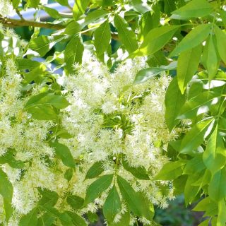 LIEBLINGSBAUM: Säulen-Blumenesche, schmaler Hausbaum für kleine Gärten

Die Säulen-Blumenesche, bot. Fraxinus ornus Obelisk, ist wie geschaffen für den Klimawandel. Sie verträgt Hitze und Trockenheit, ist ein Pioniergehölz und schützt Hänge vor Erosion.

Der kleine, schmale Hausbaum begeistert vor allem durch seine duftenden, weißen Blüten. Sie sitzen wie Blumensträuße auf den Zweigen. Bienen und Hummeln umschwärmen sie, denn die Blüten liefern eiweißreichen Pollen.

Hinzu kommt sein spektakuläres, glühend gelb-oranges Herbstkleid. 

Die Säulen-Blumenesche ist völlig anspruchslos, solange der Standort warm, sonnig und der Boden kalkhaltig, gut durchlässig und tiefgründig ist.

Weitere Details und Besonderheiten im Gartenblog:
https://www.wo-blumenbilder-wachsen.de/saeulen-blumenesche-fraxinus-ornus/

Kurz: https://www.insbeet.de/Blumenesche 

#baum #esche #klimabaum #klimawandel #bäume #klimaschutz #erderwärmung #klimaschutzjetzt #arborist #klimakrise #bienen #klimaretten #wildbienen #biene #allefürsklima #umweltschutz #insekten #garten #blumengarten #staudengarten #hausbaum #rettetdiebienen #naturgarten #gartenliebe #gartentipps #gartenwissen #gartengestaltung #gartenideen #meingarten #gartenblogger