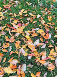 Das Laub muss weg! Überall?

Herbstlaub ist schön, bunt und ist auf Beeten nützlicher Winterschutz. Kann Herbstlaub deswegen überall einfach liegenbleiben? Nein! Von Wiese und Rasen sollte man Laub unbedingt entfernen. Weil sich unter nassen, vergammelnden Laub auf der Wiese schnell Schimmel bildet. Zudem wird die Wiese nicht mehr ausreichend belüftet. Gras stirbt ab und im Frühling gibt's dort dann hässliche Lücken.

Laub zu rechen gehört daher jetzt mit zu den letzten Aufgaben im Garten.

Ist das Gartenjahr damit abgeschlossen? Kommt ganz darauf an, was alles schon von dieser Liste erledigt ist:

So wird der Garten winterfest.
Im Blog: https://www.wo-blumenbilder-wachsen.de/so-machen-den-garten-winterfest/

Kurz: https://www.insbeet.de/garten_winterfest

#winterfest #herbst #garten #stauden #gartenliebe #pflanzenliebe #gartenwissen #gartenfragen #gartentipps #blumengarten #naturgarten #natur #gartenglück #gärtnern #gartenzeit #gartentipp #gartenarbeit #pflanzenpflege #gartengestaltung #blumenbeet #herbstgarten #meingarten #lebenmitblumen #landhausgarten #vorgarten #nachhaltigesgärtnern