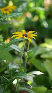 Mein neuer Nachbar freut sich über frisch geteilte Stauden. Echter Sonnenhut, Purpur-Sonnenhut und Lenzrosen konnte ich ihm heute geben. Der Boden ist gerade feucht, so dass das Ausgraben und Teilen einfach ging. Was für ein Glück.

Im Blog: 
Stauden teilen und verjüngen, leicht gemacht

https://www.wo-blumenbilder-wachsen.de/stauden-teilen-vermehren-verjuengen/

Kurz: https://www.insbeet.de/Staudenteilen

#blumengarten #gartentipps #gartenwissen #staudengarten #vermehren #herbst #gartenarbeit #stauden #herbstgarten #gärtnern #gartentipp #gartenliebe #pflanzenliebe #pflanzen #pflanzenpflege #lebenmitblumen #meingarten #grünerdaumen #garten #gartenblogger #gartenparadies #gartenfragen #gartenblog