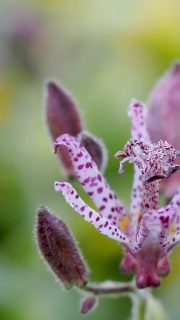 Japanische Krötenlilie, Stauden-Rarität mit spektakulären Blüten
Der Trivialname Krötenlilie wird dieser Pflanzenrarität nicht gerecht. Die Staude sieht nicht aus wie eine Kröte, sondern wirkt exotisch und geheimnisvoll. Ihre weißen (oder gelben) Blüten tragen rosa, pinke oder violette Tupfen und auffallend große Staubgefäße. Die Krötenlilie, auch Tigerstern genannt, ist eine Besonderheit im Staudengarten weil sie sehr spät im Halbschatten oder sogar Schatten blüht.
Die Staude gehört zu den Lilien- und Maiglöckchengewächsen und ist giftig. Also bitte nur anschauen, nicht essen! Haustiere meiden sie von ganz alleine.
Im Blog: Besonderheiten, Vermehrung, Pflanzpartner und mehr.
https://www.wo-blumenbilder-wachsen.de/kroetenlilie-tricyrtis/
Kurz: https://www.insbeet.de/Kroetenlilie
#schatten #garten #gartenwissen #gartentipps #pflanzenwissen #pflanzen #stauden #staudengarten #gartentipp #naturgarten #gärtnern #gartengestaltung #grünerdaumen #pflanzenpflege #herbstgarten #blumengarten #gartenimpressionen #gartenpflanzen #garteninspiration #blüte #bienenweide #insektenfreundlich #lebenmitblumen #gartenliebe #pflanzenliebe #exotisch #gartenblogger #omsystemde #gartenblog