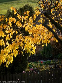 Der Blumengarten im November ist nicht trist, sondern kann bunt und abwechslungsreich sein - zumindest solange das Wetter mitspielt. Es gibt noch viel zu tun, um den Garten auf Winter & Frühling vorzubereiten:

+ Wurzelnackte Rosen pflanzen, versetzen & schützen
+ Stauden teilen & pflanzen
+ Astern schneiden
+ Jäten, aus guten Gründen
+ Saatgut ernten
+ Kübelpflanzen ins Winterquartier
+ Viele Blumenzwiebeln stecken
+ An Vögel und Igel denken
+ Garten winterfest machen!

Dies und vieles mehr steht jetzt an im Blumengarten und bei alledem: Nehmen Sie sich die Zeit für Chrysanthemen. Ihre Blütenpracht ist derzeit phänomenal. Wie ... noch keine Chrysanthemen im Garten? Gleich auf den Merkzettel setzen für nächstes Jahr. Gartenchrysanthemen werden im Frühling gepflanzt.

Im Blog: Der Blumengarten im November
https://www.wo-blumenbilder-wachsen.de/blumengarten-im-november/

Kurz: https://www.insbeet.de/Novembergarten

#november #garten #gartenwissen #gartenfragen #gartentipps #blumengarten #staudengarten #winterfest #herbst #blumen #chrysanthemen #pflanzen #plants #autumn #gartenzauber #naturgarten #gartenpflanzen #fall #gartengestaltung #meingarten #gartenarbeit #blumenbeet #pflanzenliebe #bienenfreundlich #kleingarten #gartensaison #gartenblogger #hortensien #gartenpflege #omsystemde
