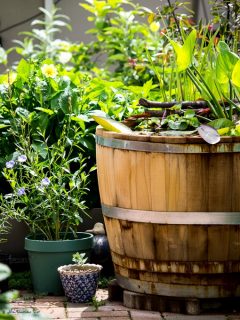 Regenfass / Miniteich sicher überwintern

Es wird Zeit Holzfässer winterfest aufzustellen. Einfache Übung!

+ Leeren Sie das Fass / den Miniteich
+ Drehen Sie es auf den Kopf
+ Stellen Sie das umgedrehte Fass auf Steine oder legen Sie Latten zwischen Fass und Boden. Luft muss ringsherum und unten herum zirkulieren, damit das Fass nicht anfängt zu faulen.

Warum man ein Holzfass winterfest aufstellen sollte.

+ Weil bei starkem Frost gefrorenes Wasser (wegen der Bauchform des Fasses) nicht nach oben entweichen kann. Die Folge: Der Boden wird herausgesprengt.

Im Blog: Regenfass / Miniteich aus Holz richtig überwintern
https://www.wo-blumenbilder-wachsen.de/regenfass-aus-holz-abdichten/

Kurz: https://www.insbeet.de/Holzfass

#holzfass #fass #seerose #regenwasser #weinfass #gartenpflege #naturimgarten #wasser #naturgarten #gartentipps #gartentipp #gartenwissen #gartenarbeit #gartenfragen #hochbeet #gartengestaltung #schönergarten #kleingarten #meingarten #garteninspiration #gartenjahr #gartengeräte #gartendeko #wassergarten #gärtnern #gartenblogger #gartenparadies #garten #blumengarten #gartenblog