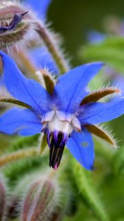 BORRETSCH, Würzkraut, Heilkraut mit essbaren Blüten

Alle lieben Borretsch. Bienen, Hummeln und Schmetterlinge fliegen an, sobald sich die schönen blauen Blüten öffnen. Doch auch die Gärtnerin kann über Borretsch nur staunen. Warum? Einmal im Garten taucht es überall von alleine wieder auf. Es macht sich ungefragt breit, überlagert auch mal schwächere Pflanzen, die sich nicht gegen so viel Übermut wehren können. Aber Borretsch blüht und blüht von Frühsommer bis zum späten Herbst.

Falls sich doch einmal zu viel Borretsch breit machen sollte: Einfach rausreißen und die jungen Blätter aufessen. Das Kraut riecht und schmeckt nach Gurken und passt klein gehakt perfekt zu Salat, in Dips, Kräuterbutter oder Quark. Die essbaren Blüten zieren Salate obendrein.

In diesem Sinn: Ein Hoch auf den Borretsch.

Im Blog: Borretsch, pflegeleichter Selbstläufer im Naturgarten 
https://www.wo-blumenbilder-wachsen.de/borretsch-bienenweide-pflegeleicht/

Kurz: https://www.insbeet.de/Borretsch

#kräuter #kräuterwissen #heilkräuter #heilpflanzen #kräuterkunde #kräuterliebe #gartenwissen #pflanzenliebe #gartentipps #pflanze #naturgarten #wildkräuter #pflanzen #heilpflanze #pflanzenwissen #pflanzenpower #pflanzenpflege #gärtnern #biogarten #gartentipp #gartenfragen #grünerdaumen #gartenblog #selbstversorger #naturapotheke #blüten #bienenfreundlich #bienenweide #naturheilkunde #omsystemde