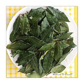 Echter Lorbeer darf draußen bleiben

Alle Kübelpflanzen müssen jetzt ins Winterquartier? Nein! Echter Lorbeer darf und soll draußen bleiben. Er hält gut bis -7°C aus - auch im Kübel.

Steht echter Gewürzlorbeer zu warm bekommt er schnell Schildläuse. Also lieber einen etwas geschützten Platz für ihn suchen und einfach draußen lassen.

Mein Lorbeer steht auf Rollen vor der Haustüre und sollte es tatsächlich kälter als -7°C werden, rolle ich ihn schnell in die Diele. Sobald es wieder wärmer wird, schiebe ich ihn einfach wieder raus.

Wichtig ist, Lorbeer auch im Winter hin und wieder zu gießen.

Ich ernte Lorbeerblätter das ganze Jahr über nur nach Bedarf. Aber Nachbarn und Freunde schenke ich gerne ein paar Lorbeerzweige. Die fallen nach dem Schnitt ohnehin an.

ACHTUNG: Echter Gewürzlorbeer (Laurus nobilis) bitte nicht mit Kirschlorbeer (Prunus laurocerasus) verwechseln. Kirschlorbeer ist in allen Teilen giftig.

Im Blog: Echter Lorbeer, Einfache Pflege, reiche Ernte.
https://www.wo-blumenbilder-wachsen.de/echter-lorbeer-einfache-pflege-reiche-ernte/

Kurz: http://www.insbeet.de/Lorbeer

#lorbeer #kübelpflanze #gewürze #spicebar #suppe #gewürz #gartenblog #laurus #herbs #ausliebezumessen #selbstgekocht #garten #balkon #küchenkraut #gartengestaltung #vegetarisch #gesundundlecker #instaessen #kräuter #kräutergarten #helden #gehölze #pflanzen #pflanzenliebe #plants #gartenwissen #gartentipps #lebenmitblumen #livingwithplants #omsystemde