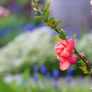 Überraschung: Japanische Zierquitte blüht zum 2. Mal

Die Japanische Zierquitte ist ein hübscher, kleiner Strauch. Seine langen Wurzeln schützen Hänge und schräge Beete vor Erosion. 

Der Strauch macht Insekten, Vögel und Menschen froh und passt schön in niedrige, gemischte Blütenhecken, in Pflanzkübel, ins Staudenbeet oder als Solitär.

Im Herbst erscheinen zahlreiche, essbare Früchte. Diese werden auch "Nordischen Zitronen" genannt, weil sie viel Vitamin C enthalten. Vögel lieben sie sehr.

Praxis-Tipps zum Pflanzen und Pflegen der Japanischen Zierquitte:
https://www.wo-blumenbilder-wachsen.de/japanische-zierquitte/

Kurz: https://www.insbeet.de/Zierquitte

#Gehölz #Insektenfreundlich #bienenfreundlich #Staudengarten #Erosion #Japangarten #gartentipps #gartenwissen #garten #naturgarten #pflanzen #grünerdaumen #lebenmitblumen