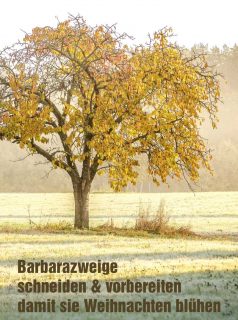 Am 4.12. ist Barbaratag
Wie Sie Barbarazweige richtig schneiden, wo Sie frische Kirschzweige gratis bekommen und vorbehandeln damit frische Kirschzweige pünktlich zum Fest blühen.
Im Blog: Barbarazweige für Fortgeschrittene.
https://www.wo-blumenbilder-wachsen.de/barbarazweige-fuer-fortgeschrittene/
Kurz: https://www.insbeet.de/Barbarazweige
#barbarazweige #barbara #tradition #kirschbaum #kirschblüte #weihnachten #brauchtum #franken #baum #obstbaum #bavaria #visitfranconia #oberfranken #natur #weihnachtszeit #infranken #br_franken #drausseninbayern #heimatliebe #nuremberg #bayern1 #draußen #wirliebenbayern #welovebavaria #kirschgarten #visitbavaria #hanami #advent #dezember #froheweihnachten