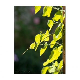 Winterharte Kletterpflanzen am Haus
Was tun, wenn direkt vor dem Haus kein Beet vorhanden ist, wohl aber der Wunsch, eine winterharte Kletterpflanze zu pflanzen?
Wer eine Hausfassade dauerhaft schön begrünen will oder eine Terrasse in eine Laube verwandeln will, sollte sich vorab intensiv mit den Standortansprüchen von Kletterpflanzen beschäftigen und mit den dazu passenden Rankhilfen. Auch die Bauart der Fassade spielt eine enorm wichtige Rolle. Doch worauf kommt es beim Pflanzen und Pflege von Kletterpflanzen am Haus wirklich an?
Im Blog: Fassaden dauerhaft schön begrünen - auch ohne Beet.
https://www.wo-blumenbilder-wachsen.de/winterharte-kletterpflanzen-am-haus/
Kurz: http://www.insbeet.de/Winterharte_Kletterpflanzen
#kletterpflanze #pflanzenliebe #fassadengrün #sichtschutz #pflanzen #gartentipps #gartenwissen #garten #lebenmitblumen #gartengestaltung #urbanjungle #pflanzenfreude #gardens #architektur #landhaus #landgarten #landleben #kletterhilfe #kletterpflanzen