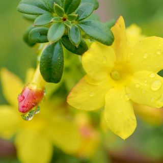 Mut zu Gelb!

GELB statt GRAU! Das gilt nicht nur im Winter und bei Schmuddelwetter, sondern das ganze Jahr. Gelb zieht alle Insekten an. Gelbe Blüten machen alle froh. Die Farbe Gelb trägt zu unserem Wohlbefinden bei, macht munter und hoffnungsfroh. Jede Menge Gründe, möglichst viele gelbe Blumen zu pflanzen. Nur Mut!

Gelb kann so wundervoll sein und bereichert vom Vorfrühling bis in den Spätherbst. Sogar im Winter hält Mutter Natur noch gelbe Blüten für hungrige Bienen und Hummeln bereit.

Im Blog: 30 gelbe Blumen und ihre Partner

https://www.mein-blumenbild-des-tages.de/gelbe-blumen-gluecklichmacher/

Kurz: https://www.insbeet.de/gelbeblumen

#gelb #garten #gartengestaltung #stauden #garteninspiration #blütenzauber #pflanzen #blumen #sonne #gartentipps #blüten #frühling #gartenideen #sommer #ziergarten #sonnenschein #gartenplanung #bienen #gartentipp #blumenliebe #biene #narzissen #blumengarten #farben #farbgestaltung #trendfarbe #psychologie #glück #leben #lebenmitblumen