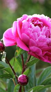 Zeit für (neue) Pfingstrosen
Wer Pfingstrosen liebt, pflanzt sie jetzt im Herbst. Ab November treten Pfingstrosen in den Wintermodus und welken. Die opulenten Zukunftspflanzen können gepflanzt werden, ohne dass sie es "merken".
Pfingstrosen richtig pflanzen
Setzen Sie die dickfleischigen Wurzeln in eine tiefgründig vorbereitetes Pflanzstelle ohne Wurzelunkräuter wie Löwenzahn oder Hahnenfuß.
Die Wurzeln dürfen nur mit 2-3 cm Erde bedeckt sein. Der Gärtner sagt, sie müssen die Glocken läuten hören. Sitzen Pfingstrosen zu tief, blühen sie nicht!
Im Blog:
+ Der Unterschied zwischen Stauden- und Strauch-Pfingstrose
+ Der richtige Standort und wie man ihn vorbereitet
+ Päonien schneiden. Wann, welche und wie genau?
+ Pfingstrosen für die Vase schneiden
+ Ameisen an Pfingstrosenknospen: warum bekämpfen nicht nötig ist
+ Warum sind Päonien Zukunftspflanzen?
Zukunftspflanze Pfingstrose pflanzen, teilen, pflegen
https://www.wo-blumenbilder-wachsen.de/pfingstrosen-paeonien/
Kurz: https://www.insbeet.de/Paeonien
#pfingstrosen #peony #pfingstrose #pfingstrosenliebe #paeonia #garten #gartengestaltung #gartenblog #pflanzen #stauden #pflanzenwelt #pflanzenfotografie #pflanzenfreunde #blumen #flowersofinstagram #lebenmitblumen #gartenwissen #gartentipps #OMSystemDE #instaflowers #gartencoach #gartenhilfe