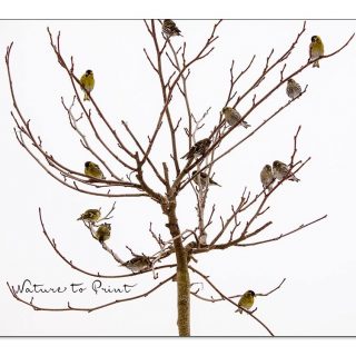 Der vogelfreundliche Garten ... easy to do
Wer vogelfreundlich hört, denkt derzeit vielleicht nur Meisenknödel. Zu kurz gedacht! Der vogelfreundliche Garten kann und sollte weitaus mehr bieten als Futtersilo und Meisenknödel.
Jetzt ist ein guter Zeitpunkt, diesen 11-Punkte-Plan Stück für Stück umzusetzen. Angefangen beim Pflanzen natürlicher Nahrungsquellen für Vögel über Sicht- & Singwarten bis hin zu guten Nist-, Brut- und Schlafplätzen.
Was Vögel wirklich zum Leben brauchen und wie Vögel den Garten bereichern.
11 Praxistipps für gärtnernde Vogelfreunde.
https://www.wo-blumenbilder-wachsen.de/vogelfreundliche-garten-11-tipps/
Kurz https://www.insbeet.de/vogelfreundlich
#garten #vögel #gartenvögel #naturnah #gartenliebe #meise #amsel #vogelbeobachtung #vogel #gartengestaltung #gartenarbeit #naturgarten #gartentipps #gärtnern #gartentipp #gartenwissen #gartenglück #ziergarten #gartenfragen #meingarten #kleingarten #insekten #pflanzen #insektenfreundlich #artenvielfalt #bienenweide