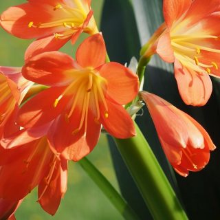 Wie Clivien jedes Jahr zum Blühen kommen
Die Clivie, Omas nostalgische Schlafzimmerpflanze, feiert ein erstaunliches Come Back - aus guten Gründen. Ihre Blüten sind phänomenal, groß, prächtig und meistens in leuchtend Orange. Es gibt aber auch gelbe und cremeweiße Sorten, wenn auch nur selten im Handel.
Je älter die Klivie, desto mehr Blütenstiele erscheinen und desto üppiger blüht sie. Klivien erleben gerade ein Comeback im Urban Jungle. Die Sache hat nur einen kleinen Haken: Viele wissen nicht, wie man die Klivie/Clivia jedes Jahr aufs Neue zum Blühen bringt. Dabei ist das kein Hexenwerk, sondern folgt nach einem einfachen Plan, bzw. Standortwechsel je nach Jahreszeit.
Meine Clivia wandert seit gut und gerne 12 Jahren zwischen Büro, Nordterrasse und Keller. Sommerfrische und Winterpause sind enorm wichtig zur Blütenbildung.
Im Blog: Clivien richtig pflegen. Darauf kommt es an.
https://www.blumenbilder.org/clivia-clivie-pflegen-blueten-jedes-jahr/
Kurz: https://www.insbeet.de/Clivie
#clivie #clivia #klivie #zimmerpflanzen #topfpflanzen #urbanjungle #urbanjunglebloggers #plantsinfocus #plantstagram #greenyourfeed #indoorjungle #plantsofinstagram #lebenmitblumen #plants #livingwithplants #greeninterior #iloveplants #plantlove #pflanzenliebe #jungalow #pflanzenfreude #houseplants #urbanbotanic #planstagram #plantscout #plantlover #weloveplants #plantaddict #instaplant