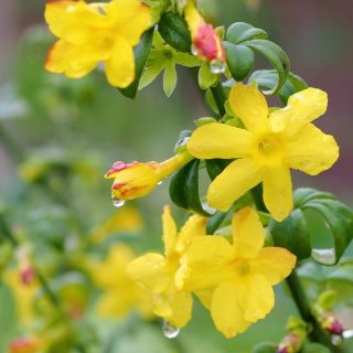 Jasmin, Echter Winterjasmin
Jasmin heißen viele Sträucher, doch nur Jasminum nudiflorum ist der Echte Winterjasmin. Das Halbgehölz ist ein wundervoller Winterblüher, der ab November bis in den März hinein blüht.
Seine gelben Blüten sind zwar klein, erscheinen jedoch zahlreich an den kantigen, dunkelgrünen Trieben.
Der pflegeleichte Strauch ist im Garten vielseitig verwendbar: als Sichtschutz, Bodendecker oder Hängepflanze. In großen Exemplaren nisten Vögel oder verstecken sich darin. Am Hang schützt er mit seinen langen Wurzeln vor Erosion.
Das Beste an Winterjasmin ist für mich, dass er Winterblues vertreiben kann. Ein Blick auf die hübschen gelben Blüten lässt ödes Wintergrau im Kopf verschwinden und schürt Hoffnung auf den Frühling.
Im Gartenblog: Echter Winterjasmin. Besonderheiten, Standort und einfach vermehren
https://www.wo-blumenbilder-wachsen.de/immergruener-winterjasmin/
Kurz: http://www.insbeet.de/Jasmin
#winter #jasmin #gartenwissen #gartentipps #gartenfragen #winterblüte #shrubs #naturgarten #gartentipp #gärtnern #gartengestaltung #bienen #gartenplanung #gartenglück #gartenliebe #gartenzeit #herbstgarten #pflanzenfreunde #gartenfreunde #gartenimpressionen #bienenfreundlich #blüten #gartenjahr #nachhaltiggärtnern #grünerdaumen #sichtschutz #gelb #gartenblogger #garten #wirliebenpflanzen