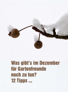 Was gibt's im Ziergarten noch zu tun?
Ich bin durch und mein Garten ist endlich fit für den Winter. Dieses Jahr habe ich wegen meiner Schulterverletzung allerdings sehr lange dafür gebraucht. Aber nun ist alles gut. Auch der Miniteich ist ausgeleert und steht umgedreht und aufgebockt auf Pflastersteinen. So kommt es sicher durch den Winter und für die Vögel gibt es trotzdem noch Wasser. Im jetzt oben liegenden Beckenboden sammelt sich etwa 5 cm Regenwasser, ohne dem Fass bei Frost ernsthaft zu schaden.
Die Seerose weilt schon länger im Keller.
Blätter von der Wiese gekehrt.
Strauchpfingstrose von den Blättern rundherum befreit.
Wasser abgestellt
Pumpe reingestellt
Blumenzwiebeln gesetzt
Werkzeuge geputzt
Gießkannen rein geholt
(…)
Meine Checkliste ist nützlich, um nichts zu vergessen
https://www.wo-blumenbilder-wachsen.de/ziergarten-im-dezember-12-tipps/
Kurz: https://www.insbeet.de/dezember
#winterfest #herbst #garten #stauden #gartenliebe #pflanzenliebe #gartenwissen #gartenfragen #gartentipps #blumengarten #naturgarten #natur #insekten #gartenglück #gärtnern #gartenzeit #gartentipp #gartenarbeit #pflanzenpflege #herbstgarten #meingarten #lebenmitblumen #gartenpflanzen #landhausgarten #vorgarten #nachhaltigesgärtnern