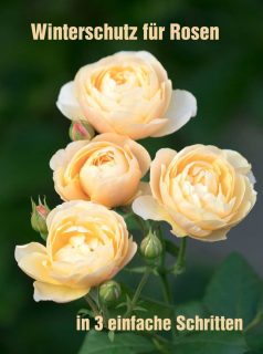 Winterschutz für Rosen ...

in 3 Schritten einfach und schnell erklärt

+ Rückschnitt überlanger Triebe
+ Anhäufeln, entweder Erde im Beet heranziehen oder verbrauchte Erde aus Blumenkästen verwenden.
+ Abdecken mit Vlies oder Tannengrün. Hauptsache luftdurchlässig.

Im Blog:

Winterschutz für Beetrosen, Strauchrosen, Kletterrosen, Rosen im Pflanzkübel. Dazu Rosenbilder meiner Lieblingsrosen und ein Video.

https://www.wo-blumenbilder-wachsen.de/winterschutz-fuer-rosen-3-schritte/

https://www.insbeet.de/Winterschutz

#Rosen #Winterschutz #Gartenwissen #Gartentipps #Gartenrosen #winterfest #Herzbs #Gartenarbeit #OMsystemde