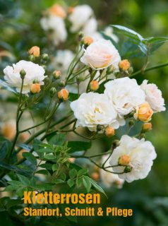 Die richtige Kletterrose finden, Standort, Pflege & Schnitt
Es ist beste Pflanzzeit für Kletterrosen. Doch wie und wo findet man eine wirklich gute Kletterrose? Es gibt unzählige Sorten in vielen Farben, worauf kommt es bei der Auswahl wirklich an? Resistenz gegenüber Rosenkrankheiten, der richtige Standort sowie persönliche Vorlieben. Ist die Rose gepflanzt, entscheiden gute Pflege und Schnitt, was aus ihr wird. Das Drama ist nur: Es dauert bestimmt fünf Jahre, bis sich zeigt, ob die Kletterrose hält, was man sich von ihr erhofft hat.
Im Blog: Kletterrosen: Standort, Pflege und Schnitt.
https://www.wo-blumenbilder-wachsen.de/kletterrose-standort-pflege-schnitt/
Kurz: https://www.insbeet.de/Kletterrosen
Rosenbilder zur Inspiration
https://www.insbeet.de/Rosenbilder
#rosen #rosengarten #rosenliebe #blumen #rambler #landhaus #pflanzen #rosa #gartentipps #landhausliving #gartenplanung #gartenideen #landhausgarten #garten #gartenwissen #meingarten #gartenblogger #gartenfragen #countrygarden #gartenblog #insektenfreundlich #schönergarten #gartenlust #blumengarten #gartenglück #kletterrose #gartengestaltung #blumenfotografie #blumenmachenglücklich #pflanzenliebe