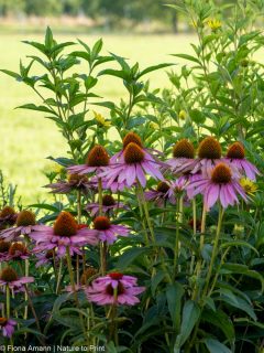 Es ist noch immer Pflanzzeit für viele Stauden

Soll ich meine Staude jetzt noch pflanzen, oder lieber frostfrei in der Garage überwintern?

Solche und ähnliche Fragen stellen Gartenanfänger oft. Dabei gilt: Was die Gärtnerei jetzt liefert, sollte und muss jetzt schnell noch in den Boden. Gleiches gilt für selbst gezogene und für frisch geteilte Pflanzen.

Warum? Der Boden ist jetzt noch warm und feucht genug, damit alle frisch gesetzten Stauden und Gehölze rasch einwurzeln und so gut den Winter kommen.

Gut zu wissen: Es gibt Faustregeln und wichtige Hinweise, welche Stauden besser im Herbst, Frühling oder Sommer gepflanzt werden. .

Im Blog: Die richtige Pflanzzeit für Stauden. 10 Gartentipps
https://www.wo-blumenbilder-wachsen.de/richtige-pflanzzeit-stauden/

Kurz: https://www.insbeet.de/Pflanzzeit

#stauden #pflanzzeit #herbst #staudenliebe #pflanzenfreunde #staudenbeet #gartenzeit #gartentipp #omsystemde #pflanzenliebe #grünerdaumen #gartentipps #gartenblog #pflanzentipp #pflanzentipps #gartenblogger #gartenwissen #staudengarten #pflanzen #gärtnern #pflanzenpflege #herbstgarten #blumengarten #gartenplanung #gartenpflanzen #pflanzenwissen #gartenfragen