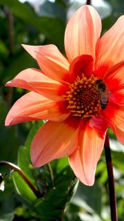 Einfache Dahlien einfach säen

Dahlienknollen sind längst im Winterquartier. Zumindest sollten sie es sein. Doch falls der erste Frost, wie bei mir, plötzlich und unerwartet zugeschlagen hat: Dahlien lassen sich ganz einfach aus Samen ziehen.

Jetzt hat man noch Zeit, Samen zu kaufen und alles, was dazu gehört. Anfang März beginnt die Aussaat auf dem Fensterbrett. Nicht früher, weil da das Licht noch nicht reicht.

Gesäte Dahlien bilden bis zum Herbst genauso Knollen, wie alle anderen Dahlien auch.

Mehr im Blog:
Dahlien aus Samen ziehen. Kleiner Aufwand, viel Erfolg
https://www.mein-blumenbild-des-tages.de/dahlien-aus-samen-ziehen/

Kurz: https://www.insbeet.de/Einfachedahlien

Weitere Gartentipps: Beitrag merken und mir folgen. Danke.

#dahlien #dahlia #blumengarten #blumen #pflanzen #pflanzenliebe #dahlias #gartenideen #gartengestaltung #gartentipps #gartenwissen #gartenblog #anzucht #pflanzenpflege #meingarten #aussaat #garten #blumenbeet #pflanzenwissen #meinschönergarten #lebenmitblumen #gartenpflanzen #gartenträume #blumenmachenglücklich #landhausgarten #ziergarten #omsystemde