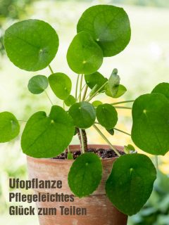 Endloses Glück zum Teilen. Pilea, die Ufo-Pflanze

Manche behaupten, die Ufo-Pflanze, bot. Pilea peperomioides sei eine Zicke. Das ist sie definitiv nicht. Aber man sollte schon wissen, welchen Standort sie braucht und welche Pflege für sie richtig und wichtig ist. Sind ihre Wünsche erfüllt, ist die hübsche Zimmerpflanze absolut pflegeleicht.

Die Ufo-Pflanze gehört zu den Glückspflanzen, weswegen man sie auch gerne zum Einzug ins neue Haus / Wohnung verschenkt. Je kleiner, desto niedlicher und desto besser gewöhnt sie sich an den neuen Standort.

Pilea produziert laufend viele Kindel. Ein Glücksfall, für alle, die sich mehr dieser entzückenden Zimmerpflanzen wünschen oder das Glück an Freunde verschenken möchten.

Den Sommer über verbringt die Zimmerpflanze gerne draußen in der Sommerfrische an einem schattigen Platz. Doch sobald die Temperaturen nachts unter 12-15 Grad sinken, sollte man sie wieder reinholen. Stehen sie zu kalt, bekommen sie gelbe und schwarze Flecken auf den Blättern. Nur zur Erinnerung: Pilea ist eine Sukkulente, speichert also Wasser in Wurzeln, Blättern und im Stamm.

Im Blog: Die Ufopflanze pflegen, vermehren und mit Freunden teilen.
https://www.blumenbilder.org/ufopflanze-pflegen-vermehren-teilen/

Kurz: https://www.insbeet.de/ufopflanze

#pilea #urbanjunglebloggers #ufopflanze #glückstaler #zimmerpflanze #topfpflanze #pflanzenliebe #grünpflanzen #zimmergarten #urbanjungle #zimmerpflanzen #pflanzen #urbanjungleblogger #pflanzenfreunde #pileapeperomioides #peperomia #wirliebenpflanzen #pflanzentipps #lebenmitblumen
