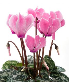 Rette das Alpenveilchen!

Zimmer-Alpenveilchen (Cyclamen) sind keine Wegwerfpflanzen, wohl aber anspruchsvoll. Doch wer ihre speziellen Bedürfnisse kennt, kann jahrelang Freude an ihnen haben.

10 Tipps, damit Alpenveilchen länger leben

https://www.blumenbilder.org/alpenveilchen-10-pflegetipps

Kurz: https://www.insbeet.de/Cyclamen

#Zimmerpflanzen #Cyclamen #Alpenveilchen

Im Blog:
Wissenswertes über Alpenveilchen und ihre Pflege.

https://www.blumenbilder.org/alpenveilchen-10-pflegetipps/

Kurz: https://www.insbeet.de/Cyclamen

#Zimmerpflanzen #Cyclamen #Alpenveilchen