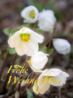 Ich wünschen allen Followern, Freunden und Garteninteressierten frohe Festtage im Kreise ihrer Lieben.