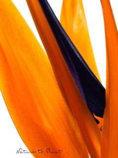 Geliebte Strelitzie / Paradiesvogelblume 

Die Strelitzie ist eine erstaunlich robuste und pflegeleichte exotische Kübelpflanze. Sie braucht zwar sieben Jahre, um zur Blüte zu kommen, danach blüht sie jedoch zuverlässig Jahr für Jahr. Geduld, Geduld, es lohnt sich!

Allerdings muss man von Zeit zu Zeit auch so eine mächtige Kübelpflanze wie die Strelitzie umtopfen. Ein Großeinsatz, der mit vereinten Kräften und “Gewusst wie” durchaus gelingt.

Wissenswertes über die große Paradiesvogelblume, die bis heute an eine deutsche Regentin erinnert.

Im Blog: Strelitzie umtopfen und pflegen
https://www.mein-blumenbild-des-tages.de/strelitzie-umtopfen-pflegen/

Kurz: https://www.insbeet.de/Strelitzie

#paradies #exotisch #kübelpflanze #umtopfen #strelitzie #zimmerpflanzen #pflanzenliebe #zimmerpflanze #grünpflanzen #grünerdaumen #pflanze #büropflanze #pflanzenwissen #pflanzenpower #pflanzentipps #urbanjungleblogger #blütentraum #urbanjungleblog #topfpflanze #strelitzie