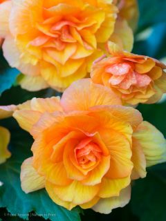 Knollenbegonien früh vorziehen

Knollenbegonien sind tolle Dauerblüher für schattige und halbschattige Standorte. Sie sind genügsam, auch pflegeleicht, aber sie haben eine SEHR lange Entwicklungszeit. Einige Sorten werden deshalb schon ab Februar vorgezogen. 

Wer jetzt Knollenbegonien vorzieht sichert frühe Blütenpracht. Wissenswertes dazu im Blog:

https://www.wo-blumenbilder-wachsen.de/knollenbegonien-vorziehen/

Kurz: https://www.insbeet.de/Knollenbegonien

#begonien #balkonblumen #balkon #gartengestaltung #sommerblumen #schattenblumen #gartenblog #blume #pflanzen #begonie #gartentipps #gartenwissen #anzucht #omsystemde #knollen