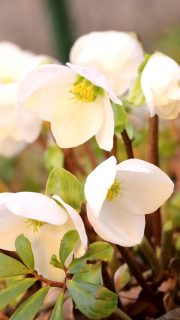 Christrosen, Winterblüher mit Zauberkraft

Christrosen, Helleborus niger sind robuste, heimische Stauden, die jahrelang am selben Standort bleiben können – und auch sollten. Sie blühen von Jahr zu Jahr üppiger. Manche Sorten begeistern schon ab Ende Oktober durch schneeweiße Blüten. Die Blütezeit erstreckt sich über mehrere Wochen.
Christrosen sind Cousinen der Lenzrosen, Helleborus orientalis. Diese blühen etwas später in vielen Farben von Weinrot über Rosa, Gelb, Weiß oder mehrfarbig gesprenkelt.
+ Alle Helleborus sind bienenfreundlich.
+ Helleborus sind in allen Teilen giftig.
Standort: schattig bis halbschattig, ohne pralle Mittagssonne im Sommer. Ein Platz zu Füßen von Laubgehölzen ist perfekt.
Boden: nährstoffreich, kalkhaltig, ohne Staunässe
Wissenswertes über Christ- und Lenzrosen, ihre Pflege und Pflanzpartner im Blog:
https://www.wo-blumenbilder-wachsen.de/lenzrosen-mythen-maerchen-pflege/
Kurz: https://www.insbeet.de/Lenzrosen

#Christrose #staudengarten #zauberpflanzen #giftpflanzen #heilpflanzenwissen #heilpflanzen #natur #Garten #omsystemde #Gartenvideo