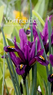 Vorfreude auf meine schönsten Frühblüher

Draußen grau, nass, kalt und so richtig fies? Egal. Im Garten warten viele Frühblüher nur darauf loszulegen. Noch liegt dick Schnee im Blumengarten, doch darunter spitzt bereits frisches Grün. Ach, wie schön.

Ganz früh mit dabei sind:

+ Schneeglöckchen, Galanthus
+ Zwerg-Iris, Iris reticulata
+ Winterlinge, Eranthis hyemalis
+ Krokus, Crocus
+ Buschwindröschen, Frühlings-Anemone, Anemone Blanda
+ Blausternchen, Scilla
+ Schneestolz, Schneeglanz, Sternhyazinthe, Chionodoxa
+ Frühlingsstern, Ipheion
...

24 schöne Frühlingsblumen beschreibe ich in Wort, Bild und Video im Blog

https://www.wo-blumenbilder-wachsen.de/vorfreude-24-schoene-fruehblueher/

Kurz: https://www.insbeet.de/Fruehblueher

Vorfreude auf Frühling wächst von Seite zu Seite, von Blüte zu Blüte. Folgen Sie mir gerne und lassen Sie sich auch in Zukunft inspirieren von Blumen in meinem kleinen Blumengarten in Franken