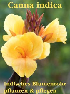 Canna indica, Indisches Blumenrohr jetzt topfen

Indisches Blumenrohr, botanisch Canna indica, ist eine spektakuläre Pflanze aus den Tropen. Manche Sorten werden über drei Meter hoch, andere nur 60 cm. Sie bilden lange Blütenstände mit weißen, gelben oder roten Blüten, die sich von unten nach oben der Reihe nach öffnen.

Auch ihre großen Blätter sorgen für tropischen Flair. Wo Blumenrohr wächst, ist Urlaubsfeeling spürbar nah. Noch einen bunten, fruchtigen Drink an die Hand, in einem Liegestuhl Platz nehmen und die Reise nach Jamaika kann - zumindest im Kopf - beginnen.

Indisches Blumenrohr ist pflegeleicht, hat jedoch eine lange Entwicklungszeit. Schon Anfang Februar topfen ambitionierte Pflanzenfreunde die dicken Rhizome und wartet auf das Erscheinen der ersten Blätter. Das dauert 6-8 Wochen aber danach wächst die Canna zügig dem Sommer entgegen.

Nach den Eisheiligen Mitte Mai zieht das Indische Blumenrohr dann in den Garten. Entweder direkt ins Beet oder in einen großzügig bemessenen Pflanzkübel. Beides klappt wunderbar. Regelmäßige Düngergaben und tägliches Gießen bei Trockenheit vorausgesetzt.

Im Blog: Canna pflanzen, pflegen & Überwintern
https://www.wo-blumenbilder-wachsen.de/canna-indisches-blumenrohr/

Kurz: https://www.insbeet.de/Canna

#canna #blumenrohr #tropisch #omsystemde #terrasse #blumenbeet #gartentipp #ziergarten #blumengarten #gartenglück #blumentopf #gartenparadies #blütenpracht #gartentipps #pflanzentipp #pflanzenliebe #kübelpflanzen #urbanjungle #lebenmitblumen #tropen #wirliebenblumen #1001gründe #anzucht #blumenfotografie #wirliebenpflanzen #gartenblogger #bienenfreundlich #gartenblog #balkonpflanzen