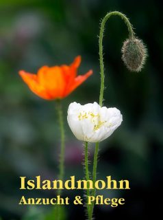 Islandmohn säen und pflegen

Alle lieben Islandmohn, doch ihn zu säen und erfolgreich im Garten zu halten, erfordert erst Fingerspitzengefühl und anschließend ein gutes Händchen bei der Wahl des richtigen Standorts. Islandmohn ist nämlich in mehrfacher Hinsicht eine Besonderheit unter den Mohnen.

Jetzt ist die richtige Zeit, Islandmohn zu säen. Frost schadet nicht, Trockenheit schon.

Im Blog:
Islandmohn. Tipps zur Aussaat, Pflege und Fotografie.
https://www.wo-blumenbilder-wachsen.de/islandmohn-im-garten-aussaat-pflege/

Kurz: http://www.insbeet.de/Islandmohn

#mohn #mohnblume #poppies #poppy #gartenblog #blumen #anzucht #gärtnernmachtglücklich #gartenliebe #meingarten #blüten #naturgarten #gartentipps #blumengarten #gartengestaltung #gartentipp #mohnblumen #gartenblogger #garten #blumenfotografie #omsystemde #gartenwissen #grünerdaumen #island #landhausgarten #islandmohn