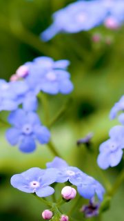 Meine 10 schönsten blauen Frühlingsblumen 

Blaue Frühlingsblumen nähren hungrige Bienen, malen ganze Beete wie Meere blau, bringen Farbe zurück in den Blumengarten und schüren Hoffnung auf Frühling. Dieses Jahr besonders früh, schnell und intensiv.

Doch aufgepasst: Nur wenn diese Frühblüher alleine ihr Ding machen dürfen, verwildern sie auch zuverlässig und vermehren sich von ganz alleine. Wo sie wachsen bitte nicht hacken, selektiv jäten, und alles andere Mutter Natur überlassen. Dann klappt es auch mit Hölderlins Sehnsuchtsblume.

10 Blaue Frühlingsblumen für Romantiker, Bienen & Liebhaber

https://www.mein-blumenbild-des-tages.de/blaue-fruehlingsblumen/

Kurz: https://www.insbeet.de/BlaueFruehlingsblumen

#frühlingsblumen #frühlingsboten #omsystemde #blau #romantisch #gartenwissen #gartentipps #gartenfragen #gartenblog #blue #bluebells #blumenmachenglücklich #gartenzauber #gartentipp #frühlingserwachen #blüte #naturgarten #gartenblogger #nachhaltiggärtnern #gartenparadies #gartenjahr #tippsfürdengarten #blumengarten #romantik #frühling