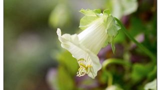 Erste Sommerblumen säen im Januar
Manche Sommerblumen brauchen extrem viel Zeit und werden deswegen schon im Januar gesät
+ Schwarzäugige Susanne
+ Löwenmäulchen
+ Kletterndes Löwenmäulchen, Asarina
ab Februar
+ Glockenrebe, Kletterpflanze Cobaea
dazu
+ Knollenbegonie
Was gibt's noch zu tun außer abzuwarten und die Ruhe genießen?
+ Pflanzen im Winterquartier kontrollieren
+ Einkaufslisten schreiben
+ Saatgut bestellen
+ Stauden & Lilien (vor)bestellen
Im Blog: Sommerblumen säen im Januar
https://www.blumenbilder.org/sommerblumen-saen-im-januar/
#säen #aussaat #blumen #blumengarten #garten #vorfreude #pflanzenliebe