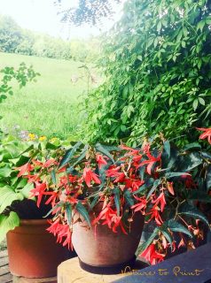 Bauernbegonien. Blütenreich und pflegeleicht.
Bauernbegonien blühen überreich, treiben schnell aus und bringen monatelang Licht und Farbe in den Schatten.
Im Gegensatz zu den üblichen Knollenbegonien sind Knollen der Begonia bertinii enorm groß. 24 cm sind nicht ungewöhnlich. Entsprechend groß sollte auch der Topf für diese tollen Gewächse sein.
Im Blog: Bauernbegonien pflanzen, pflegen und überwintern
https://www.blumenbilder.org/bauernbegonien-begonia-bertinii-pflegeleicht/
Kurz: https://www.insbeet.de/Bauernbegonie
#begonie #kübelpflanzen #zimmerpflanzen #balkon #pflanzen #schattenbeet #halbschatten #balkonpflanzen