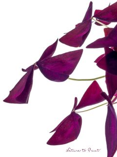 Roter Dreiecksklee, Oxalis triangularis, Shamrock

Mein Oxalis blüht jetzt schon seit gut 6 Jahren auf der Fensterbank. Hin und wieder teile ich den Wurzelstock und verteile die Knöllchen in neue Blumentöpfe, damit die Pflanze ihren Topf nicht sprengt. Immer wieder eine gute Gelegenheit, Dreiecksklee mit Freunden zu teilen.

Shamrock macht kaum Mühe: Wöchentlich gießen, zwischen März und Oktober flüssig düngen, mehr braucht die auffallend schöne #Zimmerpflanze nicht.

Meiner Erfahrung nach ist Oxalis sogar bedingt winterfest. Nicht im Topf, wohl aber ausgepflanzt im Beet. Beim Umtopfen dort zufällig hingefallene Knöllchen treiben im Frühling frisch und munter aus. Der Standort sollte jedoch ohne direkte Sonneneinstrahlung sein. Halbschatten oder Schatten sind optimal.
 

Im Blog: Roter Dreiecksklee, Glück für den Urban Jungle

 https://www.blumenbilder.org/roter-dreiecksklee-oxalis-triangularis/

Kurz: https://www.insbeet.de/Oxalis

#oxalis #shamrock #luckoftheirish #getlucky #greenday #oxalistriangularispurple #zimmerpflanzen #topfpflanzen #urbanjungle #pflanzenliebe #iloveplants #plantlover #houseplantclub #greenfingers #plantdecor #lebenmitblumen #instaplant #plantlovers #pflanzenfreude #plantstagram #urbanjungleblog #indoorgarden #pottedplants #pflanzen #greenliving #lebenmitblumen