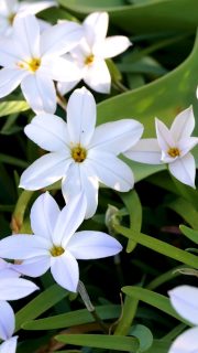 Diese 25 Frühlingsboten zaubern Frühling
Frühblüher sind früh dran. Ihre Aufgabe:. Für Nachwuchs sorgen, Bienen retten und ihre erstaunten Entdecker glücklich machen. Sie auch? Dann los …
Im Blog: Frühblüher. Diese 25 Frühlingsboten zaubern Frühling
https://www.mein-blumenbild-des-tages.de/25-fruehblueher/