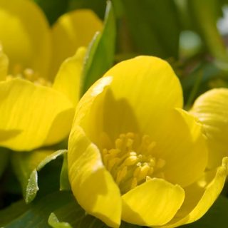 10 GARTENTIPPS für Februar im Blumengarten
Noch schläft der Garten und auch mir ist es zu kalt und zu nass zum Gärtnern, aber der Februar fängt ja gerade erst an. In den nächsten 4 Wochen gibt viel zu tun:
+ Gehölze schneiden. Bis Ende des Monats ist dafür noch Zeit, danach beginnt die Brutsaison der Vögel und Ast- und Heckenscheren müssen ruhen bis Oktober.
+ Bestimmte Clematis schneiden
+ Kübelpflanzen im Winterquartier kontrollieren.
+ Winterquartier regelmäßig lüften.
+ Blumen und Knollen mit langer Entwicklungszeit vortreiben: Canna, Schwarzäugige Susanne, Glockenwinde, Kletterndes Löwenmäulchen.
+ Mohn und Löwenmäulchen an Ort und Stelle im Garten säen. Frost schadet nicht, Trockenheit schon.
+ Gegen Ende des Monats: Staudenschnitt, Stauden putzen, teilen und neu setzen, Gräser schneiden.
+ Aussaaten auf der Fensterbank: Alles mit der Ruhe und nur nichts übereilen. Das Licht reicht erst ab März für gesunde Sämlinge auf der Fensterbank.
Diese und weitere Gartenarbeiten im Februar im Blog.
https://www.wo-blumenbilder-wachsen.de/blumengarten-im-februar/
Kurz: https://www.insbeet.de/Februar
#blumengarten #aussaat #gartenjahr #gartenkalender #gärtnernmachtglücklich #pflanzentipps #saatgut #anzucht #pflanzzeit #ziergarten #gärtnern #gartenblogger #gartentipps #gartenwissen #gartenliebe #pflanzenliebe #pflanzenpflege #gartentipp #gartenglück #stauden #grünerdaumen #blumenbeet #gartenplanung #meingarten #gartenfragen #pflanzenwissen #garten #lebenmitblumen