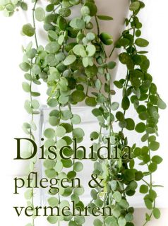 Zimmerpflanze Dischidia pflegen & vermehren
Dischidia, die Urnenpflanze ist überaus attraktiv. Sie kann klettern oder lässt einfach ihre Ranken fallen.
Standort: Viel Licht aber keine direkte Sonne.
Pflege: Gießen mit Regenwasser oder abgestandenem Wasser.
Substrat: Locker, durchlässig, gerne Kakteenerde, Tongranulat oder Lechuza Pon
Vermehrung: Bewurzelte Kindl wachsen am laufenden Band.
Im Blog: Dischidia pflegen & vermehren Schritt für Schritt
https://www.blumenbilder.org/dischidia-pflegen-vermehren/
http://www.insbeet.de/Dischidia
#dischidia #kletterpflanze #ampelpflanze #urbanjungle #livingwithplants #plantstagram #plantscout #indoorjungle #greeninterior #plantlovers #plantsplantsplants #hangingplants #plantinterior #jungalow #greenplants #topfpflanze #pottedplants #urbanjunglebloggers #verticalgarden #plants #pflanzenliebe #iloveplants #zimmerpflanzen #lebenmitblumen #blumen #succulents #indoorgarden #zimmergarten #indoorplants #pflanzen