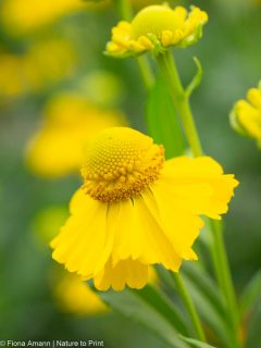 Sonnenbraut Helenium sicher und einfach vermehren.
Sonnenbraut ist eine großartige Prachtstaude, die es in vielen verschiedenen Varianten und Wuchshöhen gibt. Sie blüht, je nach Sorte, von Juni bis Oktober.
Die Sonnenbraut kommt ursprünglich aus Nordamerika, ist absolut winterhart und leicht zu vermehren. Entweder im Frühling durch Aussaat, oder im Herbst durch Teilen der Wurzelstöcke.
+ Früh gesäte Sonnenbräute blühen bereits im 1. Jahr.
+ Teilen der Wurzelstöcke alle 4 Jahre erhält ihre Vitalität.
+ Helenium braucht guten, nahrhaften Boden, gerne auch Lehmboden
+ der Boden sollte auch im Sommer nicht völlig austrocknen
+ Standort: sonnig bis halbschattig
+ 2 Düngergaben (Mürz + Mitte Juni) mit org.-mineralischen Staudendünger oder im Frühjahr auch mit Kompost.
++ Wichtig ist regelmäßiges Ausputzen, damit die Pflanze keinen Samen ansetzt, sondern möglichst lange blüht.
Jetzt mehr erfahren über Pflege, Pflanzabstand, Sorten , Wuchshöhe, Pflanzpartner und Aussaat der Sonnenbraut:
https://www.wo-blumenbilder-wachsen.de/sonnenbraut-leichte-aussaat/
Kurz: https://www.insbeet.de/sonnenbraut
Blumenbilder der Sonnenbraut
https://www.nature-to-print.de/blumen/herbstblumen/helenium/blumenbilder.php
#stauden #staudengarten #blumen #gartenblog #gartenwissen #gartentipps #pflanzenliebe #bienen #naturgarten #pflanzen #gartentipp #blüten #biene #anzucht #aussaat #wildbienen #grünerdaumen #rettetdiebienen #insektenfreundlich #pflanzenwissen #bienenfreundlich #querbeet #gartenpflanzen #garten #garteninspiration #blumenbeet #blumenliebe #kleingarten #bienenliebe