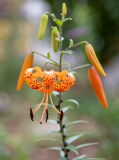 Sommerknollen setzen. Welche, wann & wie.
Begonien und das Indische Blumenrohr Canna haben eine sehr lange Entwicklungszeit und werden schon ab Februar im Haus vorgezogen.
Lilien trocknen schnell aus und ihre Zwiebeln muss man daher möglichst frisch setzen. Also dann, wenn der Lilienzüchter die Zwiebeln versendet. Meist zwischen September und März. Ausnahme die Madonnenlilie. Sie will schon im August ins Beet.
Wer Knollen von Dahlien und Wunderblumen vorziehen will, setzt sie ab April in Töpfe und pflanzt sie dann nach den Eisheiligen. Vorteil: Junge Dahlien sind so besser vor Schnecken geschützt.
Gladiolen, Sterngladiolen & Montbretien dürfen erst ab Mai ins Beet. In milden Regionen überstehen Montbretien auch den Winter draußen im Beet. Sicher ist das aber nicht.
Im Blog: Blumenzwiebeln & Knollen für den Sommer pflanzen. Tipps & Tricks
https://www.wo-blumenbilder-wachsen.de/sommerbluehende-blumenzwiebeln/
Kurz: https://www.insbeet.de/Sommerknollen
#blumenzwiebeln #knollen #rhizome #calla #dahlien #blumenmachenglücklich #blumengarten #gartentipps #dahlia #pflanzenliebe #gärtnernmachtglücklich #pflanze #gartenpflanzen #pflanzenpflege #blütenpracht #blüten #pflanzenwelt #gartenideen #garteninspiration #zwiebelblumen #gartenwissen #gartengestaltung #gärtnern #meingarten #gartenliebe #gartenjahr #landhausgarten #gartenglück #gartenblog #schönergarten